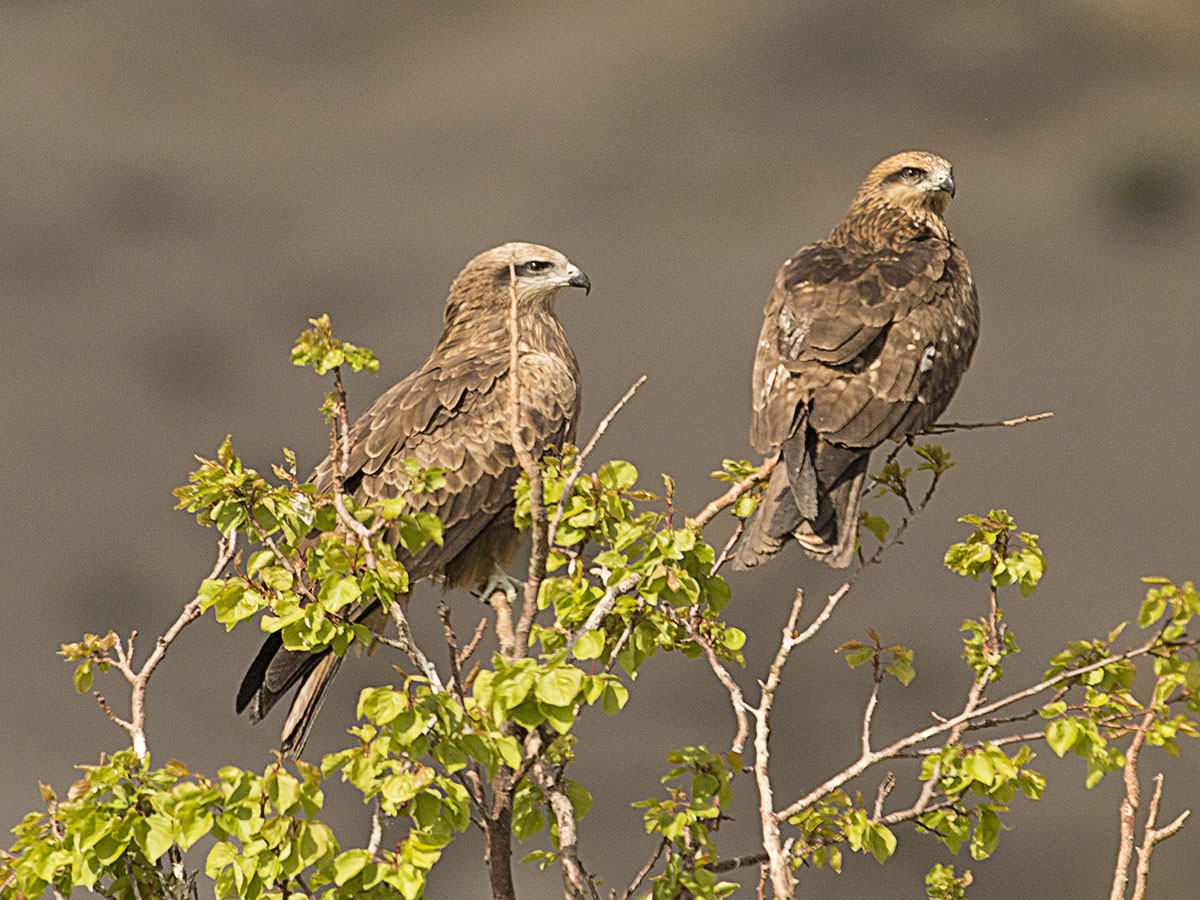 Black Kite